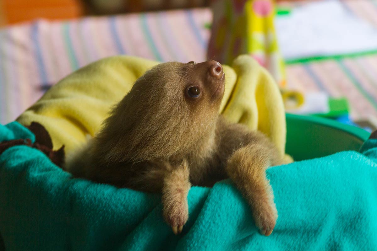 A baby sloth at Toucan Rescue Ranch we saw on our visit